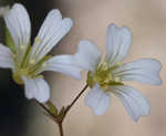 Pitcher's stitchwort